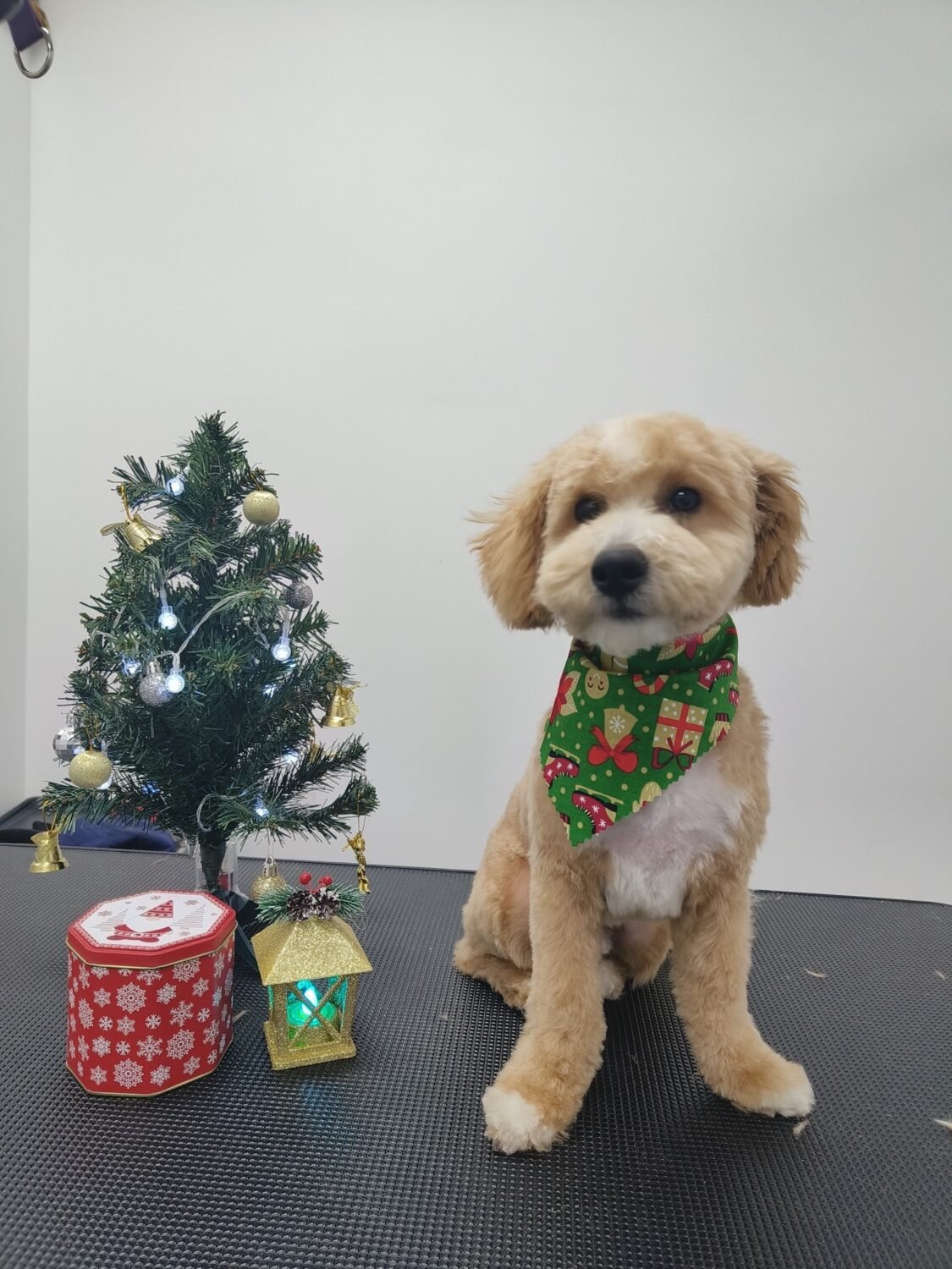 pawbasic-pet-grooming-mississauga-079