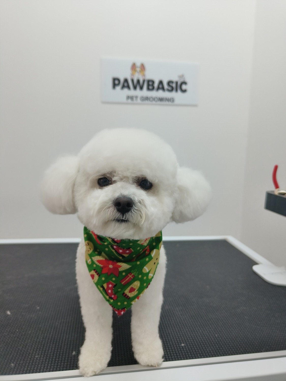 pawbasic-pet-grooming-mississauga-083