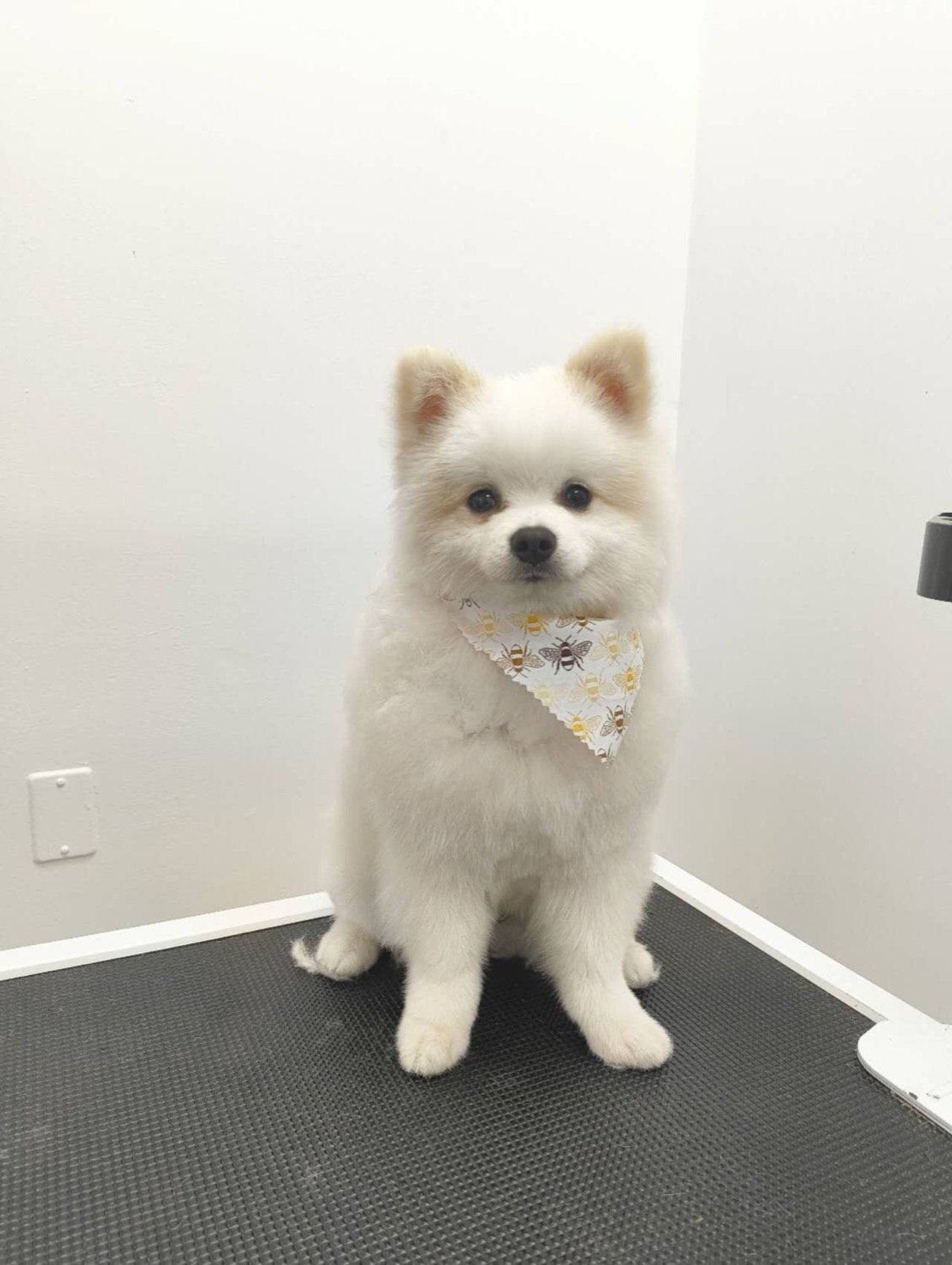 pawbasic-pet-grooming-mississauga-085