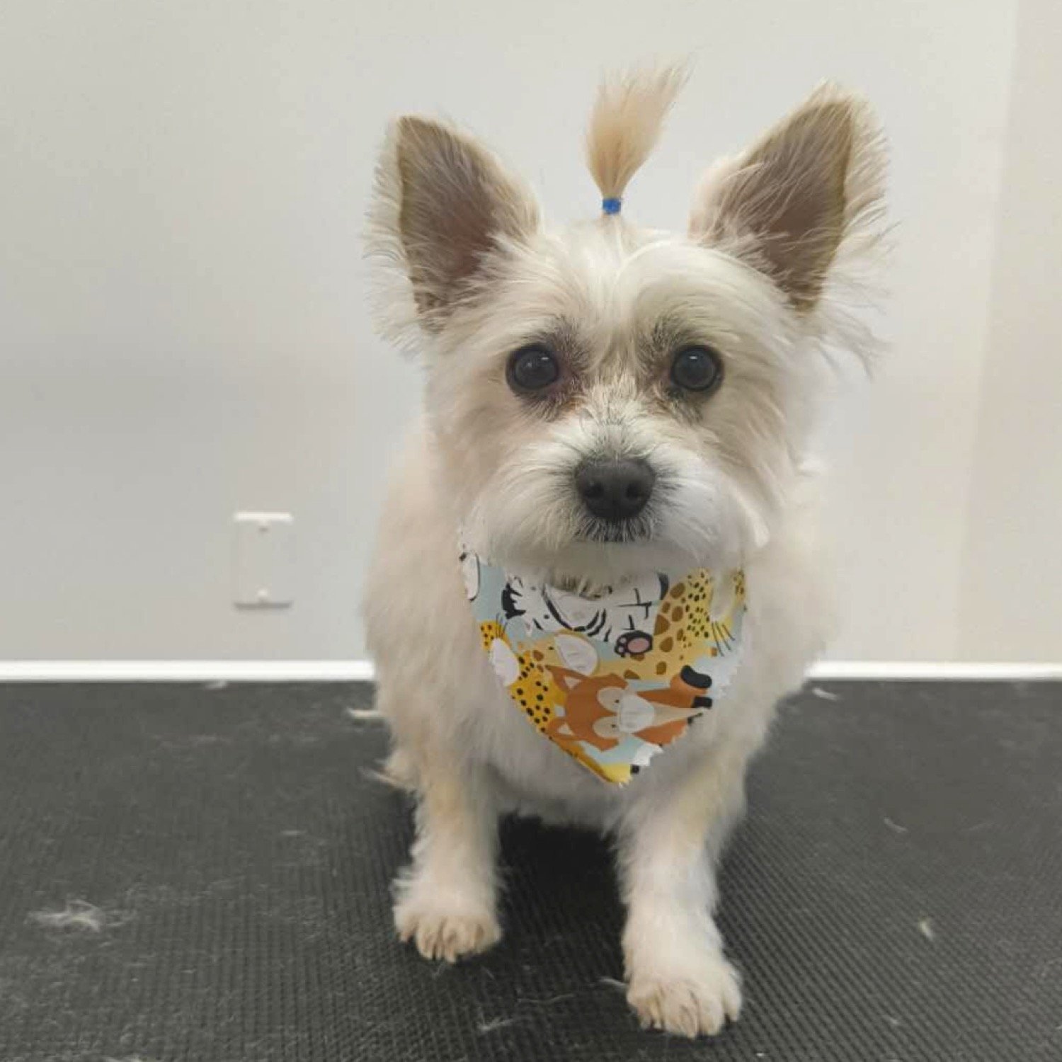 pawbasic-pet-grooming-mississauga-086