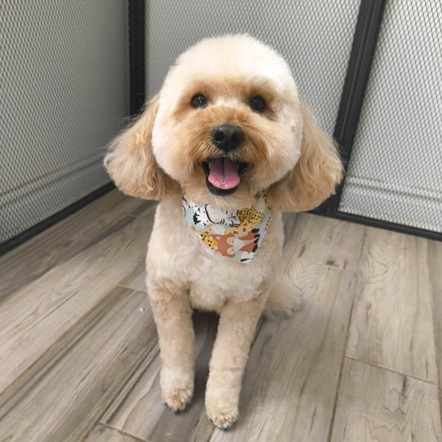 pawbasic-pet-grooming-mississauga-087