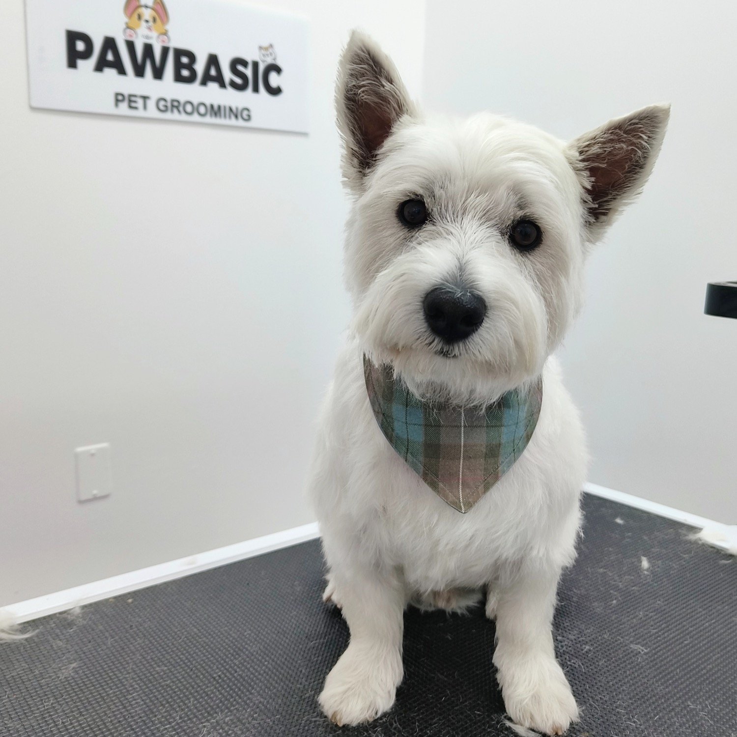 pawbasic-pet-grooming-mississauga-088